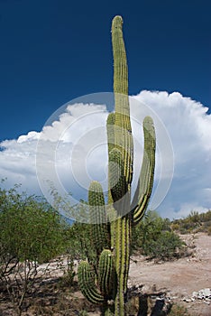 Sahuaro Cactus photo