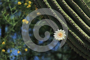 Sahuaro Cactus Bloom photo