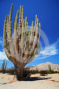 Sahurous Gigantes, Baja Mexico photo
