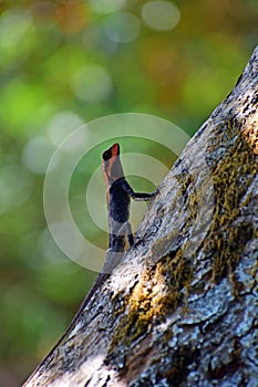 Sahyadri Forest Lizard Climbing Up On The Tree photo