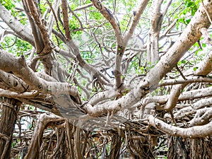 Sai Ngam Banyan tree in Phimai district, Nakhon ratchasima, Tha