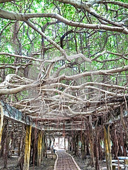 Sai Ngam Banyan tree in Phimai district, Nakhon ratchasima, Tha