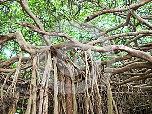 Sai Ngam Banyan tree in Phimai district, Nakhon ratchasima, Thailand