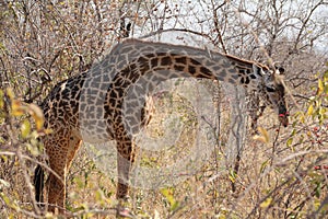 Giraffe at Ruaha national park ,Tanzania east Africa.