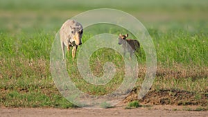 saiga antelope grazing on grassland