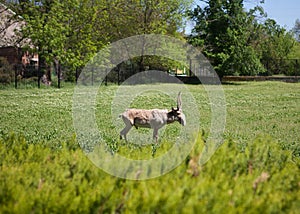 Saiga antelope on the green lawn