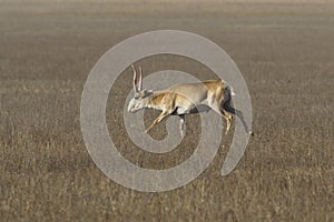Saiga antelope male running through the steppe
