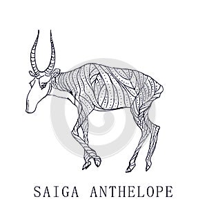 Saiga antelope.Rare animal, conservation status.