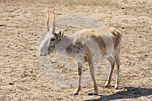 Saiga antelope (Saiga tatarica)