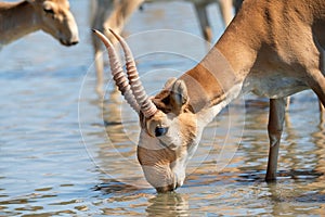 Saiga antelope or Saiga tatarica drinks in steppe