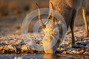 Saiga antelope or Saiga tatarica drinks in steppe near waterhole in winter