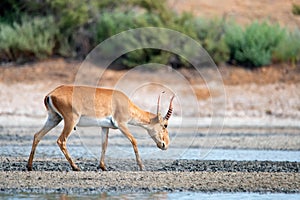 Saiga antelope or Saiga tatarica stands in steppe near waterhole