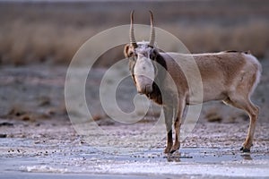 Saiga antelope or Saiga tatarica stands in steppe near waterhole in winter