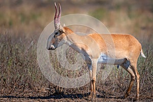 Saiga antelope or Saiga tatarica in steppe