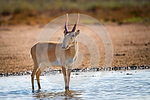 Saiga antelope or Saiga tatarica in steppe photo