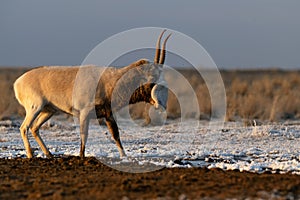 Saiga antelope or Saiga tatarica tosses in steppe near waterhole in winter