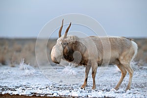 Saiga antelope or Saiga tatarica walks in steppe near waterhole in winter