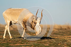 Saiga antelope or Saiga tatarica walks in steppe near waterhole in winter