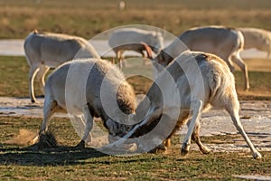 Saiga antelopes or Saiga tatarica fight in steppe near waterhole in winter