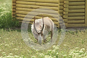 Saiga eats