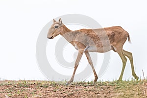 Saiga female. Saiga tatarica is listed in the Red Book