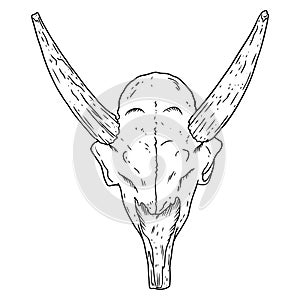 Saiga fossilized skull hand drawn sketch image. Horned antelope animal bones fossil image drawing. Vector stock outline silhouette