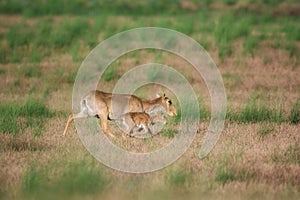 Saiga tatarica is listed in the Red Book