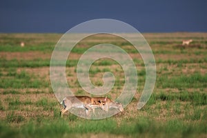 Saiga tatarica is listed in the Red Book