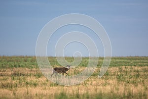 Saiga tatarica is listed in the Red Book