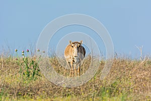 Saiga tatarica is listed in the Red Book