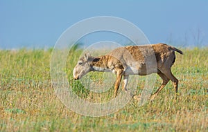 Saiga tatarica is listed in the Red Book