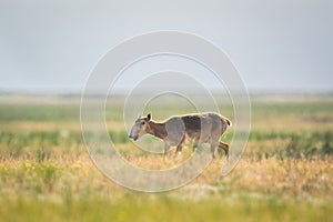 Saiga tatarica is listed in the Red Book