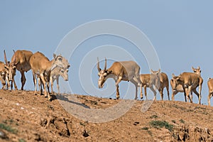 Saiga tatarica is listed in the Red Book