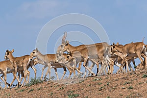 Saiga tatarica is listed in the Red Book