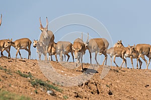 Saiga tatarica is listed in the Red Book