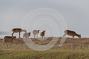 Saiga tatarica is listed in the Red Book