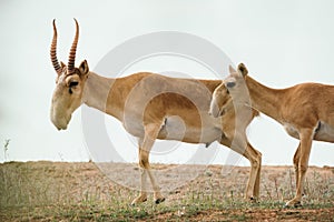 Saiga tatarica is listed in the Red Book