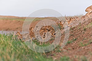 Saiga tatarica is listed in the Red Book