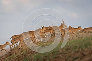 Saiga tatarica is listed in the Red Book