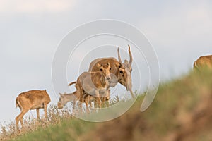 Saiga tatarica is listed in the Red Book