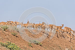 Saiga tatarica is listed in the Red Book