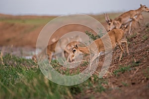 Saiga tatarica is listed in the Red Book