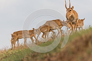 Saiga tatarica is listed in the Red Book