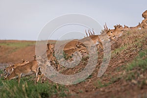 Saiga tatarica is listed in the Red Book