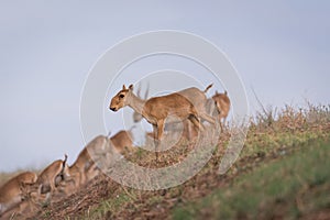 Saiga tatarica is listed in the Red Book