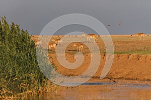 Saiga tatarica is listed in the Red Book