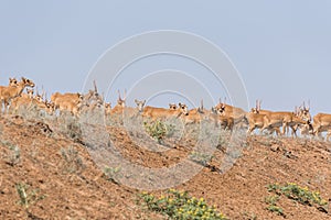 Saiga tatarica is listed in the Red Book photo