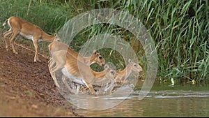 Saigas enter the water and swim slow motion video