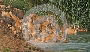 Saigas. Water. Swim. Steppe. Males