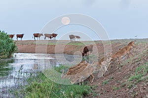 Saigas at a watering place on the background of a rising full moon.